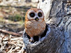 Adorable baby barn owl - garden statue